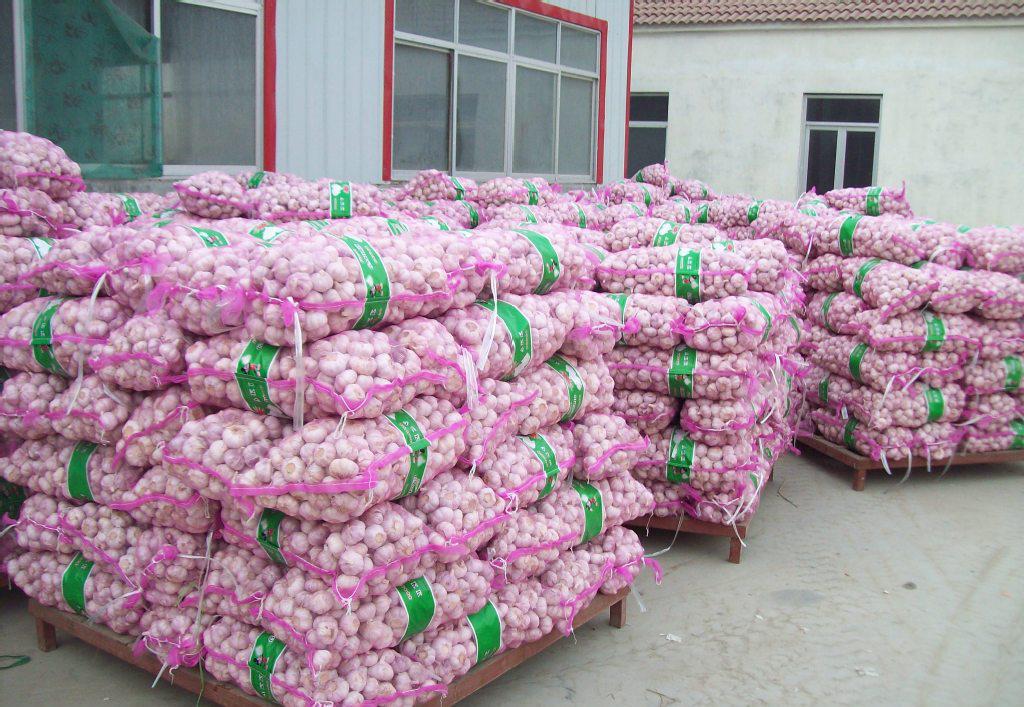 專(zhuān)業(yè)大蒜加工與進(jìn)出口服務(wù)，工廠直供，規(guī)格齊全